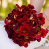 Nasturtium Dwarf Black Velvet
