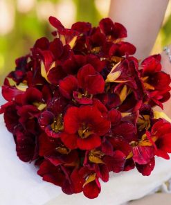 Nasturtium Dwarf Black Velvet