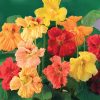 Nasturtium Seeds HT Jewel 3g