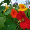 Nasturtium seeds Jewel 3g