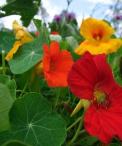 Nasturtium seeds Jewel 3g