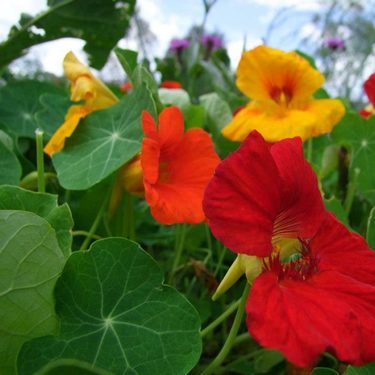 Nasturtium seeds Jewel 3g