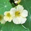 Nasturtium seeds Milkmaid 3g