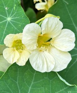 Nasturtium seeds Milkmaid 3g