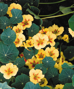 Nasturtium Peach Melba