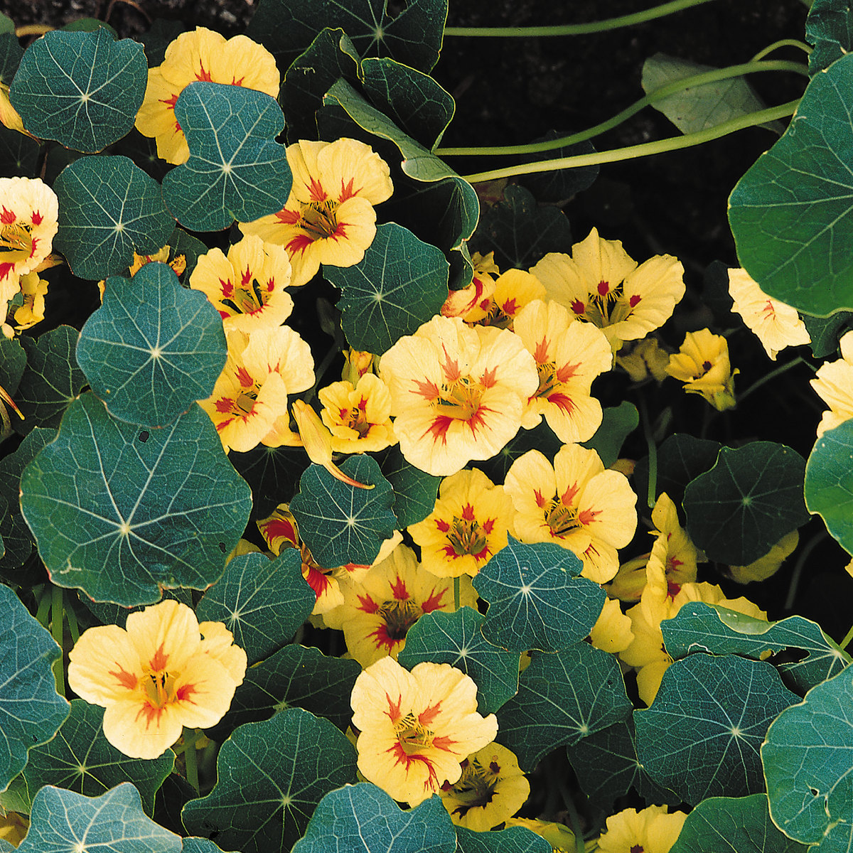 Nasturtium Peach Melba