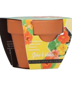 Buzzy Grow Gift Nasturtium Mini Pot