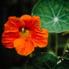 Nasturtium Common Spitfire seeds 3g