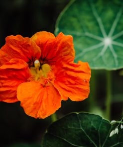 Nasturtium Common Spitfire seeds 3g