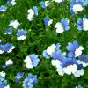 Nemesia Blue & White