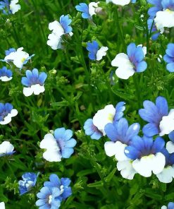 Nemesia Blue & White
