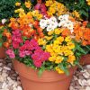 Nemesia Karneval Mixed