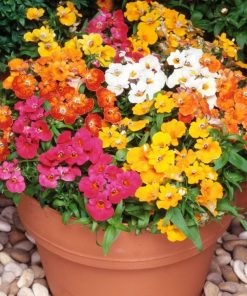 Nemesia Karneval Mixed