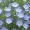 Baby Blue Eyes seeds HT Nemophila blue 1g