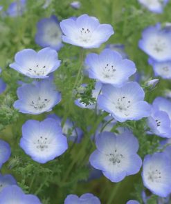 Baby Blue Eyes seeds HT Nemophila blue 1g