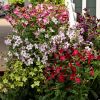 Nicotiana Perfume H