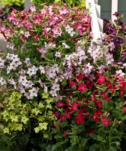 Nicotiana Perfume H