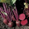 Beetroot Pablo H