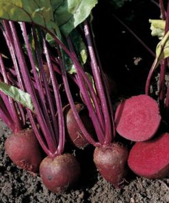 Beetroot Pablo H