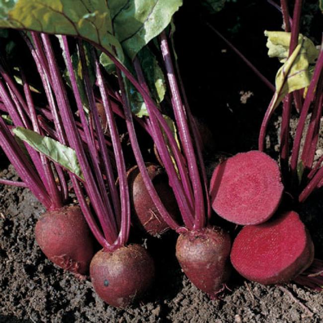 Beetroot Pablo H