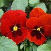 Pansy Swiss Giant Alpenglow