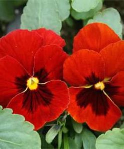Pansy Swiss Giant Alpenglow