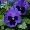 Pansy Alpensee