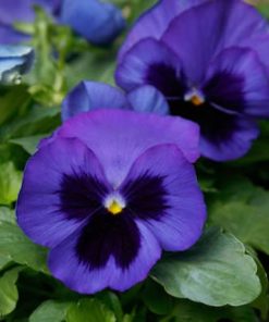 Pansy Alpensee