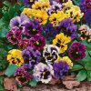 Pansy Rococo