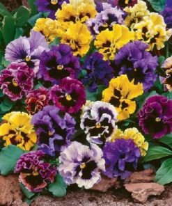 Pansy Rococo