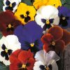 Pansy Velvet