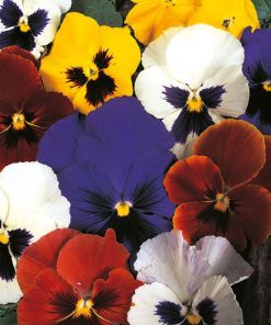 Pansy Velvet