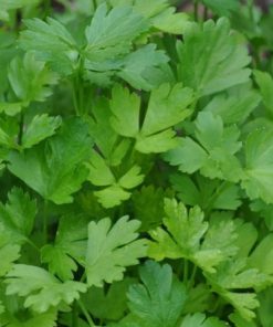 Parsley Festival 68
