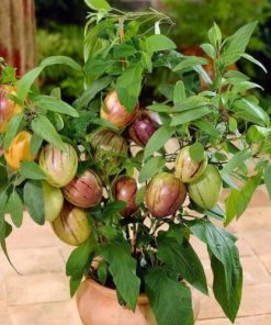 Melon Fruit Pepino