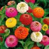 Zinnia Pepito Mixed seeds 1g