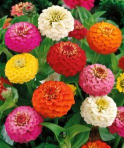 Zinnia Pepito Mixed seeds 1g