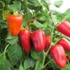 Pepper seeds Boneta 0.2g