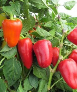 Pepper seeds Boneta 0.2g