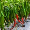 Pepper Chili Yanka