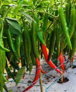 Pepper Chili Yanka