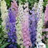 Delphinium Larkspur Perennial Larkspur Mixed