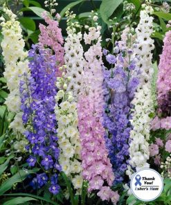 Delphinium Larkspur Perennial Larkspur Mixed