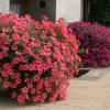 Petunia Salmon Shades Velvet H