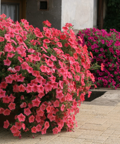 Petunia Salmon Shades Velvet H