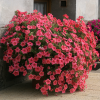 Petunia Salmon Shades Velvet H