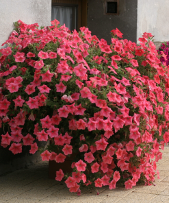 Petunia Salmon Shades Velvet H