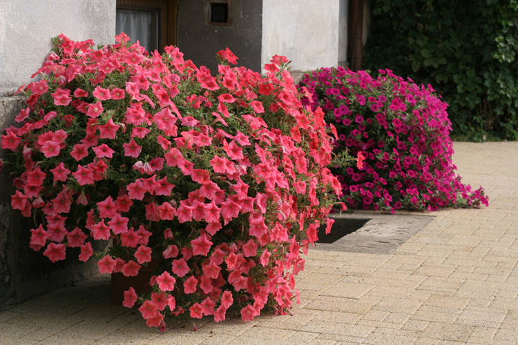 Petunia Salmon Shades Velvet H