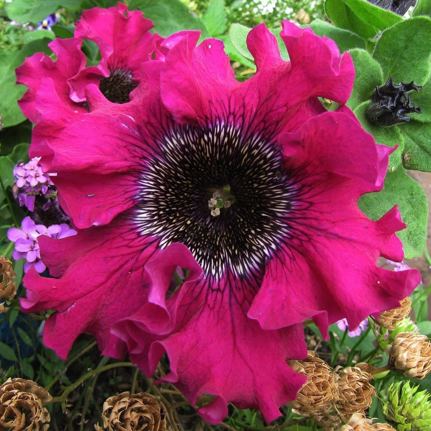 Petunia Bordeaux F1 seeds 15s - Image 2