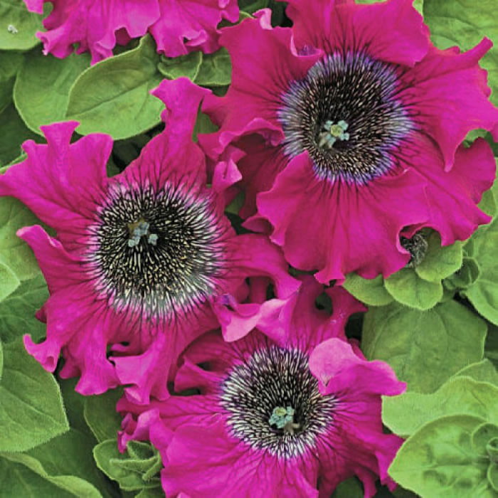 petunia