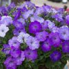 HT Petunia seeds Councillor 0.1g
